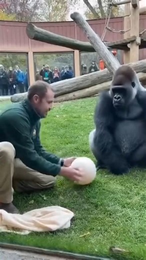 Gorilla Laughs SO HARD It Starts Barking Like a Husky 😂🐶🦍