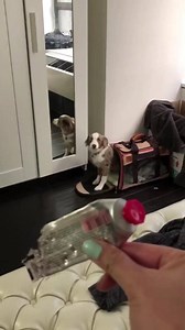 Here’s a bunch of guilty animals to help you get through the week | Animals Doing Things