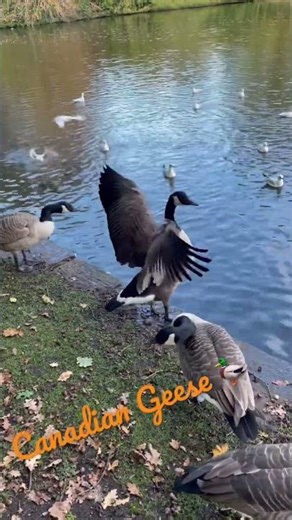 Wildlife at Dunham Massey: Canadian Geese Up Close & Personal #shorts