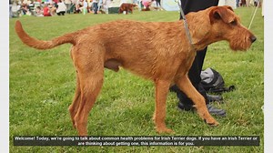 Common Health Problems in Irish Terriers: What You Need to Know