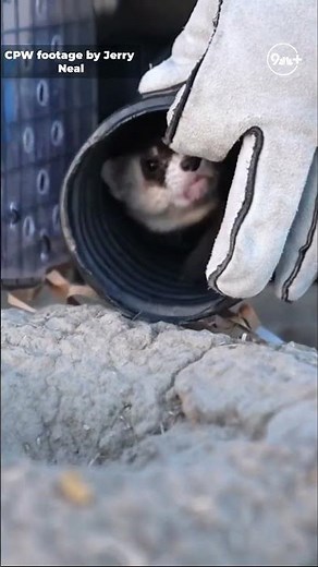 Black-footed ferret mystery