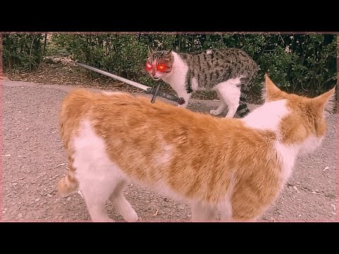 Psycho angry cats scream | Angry street cats meowing loudly for a fight
