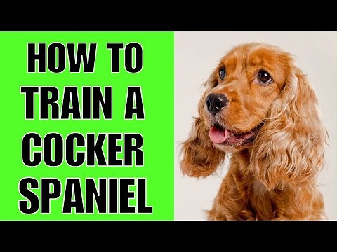How To Train A Cocker Spaniel Puppy (Step By Step)