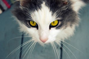 Pregnant Cat Care: An Expert Guide on What to Expect When Your Cat is Pregnant - Petful