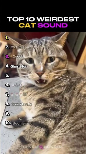 Ranking the Funniest Cat Noises Ever! 😂