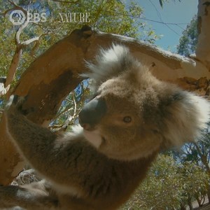 9K views · 432 reactions | Spy koala captures two male koalas fighting, a moment rarely seen on film. | Nature | PBS | Facebook