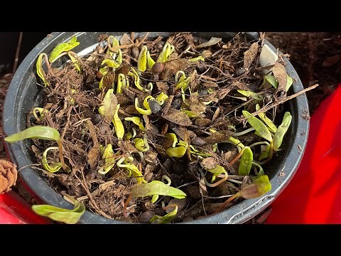 How to grow Maple Trees from seed