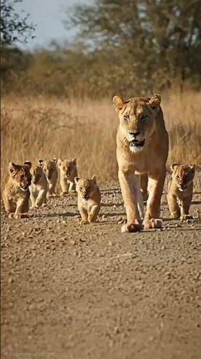 10 Lion Cubs - The Lioness Sisters Raising 10 Cubs Together | Latest sightings