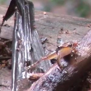 These male "dancing frogs" of India's Western Ghats mountain range aren't stretching. They're showing off their legs in a conspicuous act known as foot-flagging to attract females. | Center for Biological Diversity