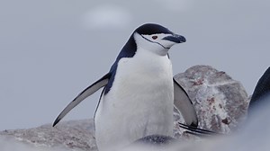 #FunFact: Chinstrap penguins are among the noisiest penguin species! 🐧 Learn more about Antarctica → https://fal.cn/3sWFB 📹: @hugoperrin.ca #QuarkExpeditions #Antarctica #Penguins | Quark Expeditions