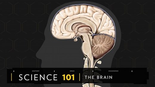 Human Brain: Information, Facts and News