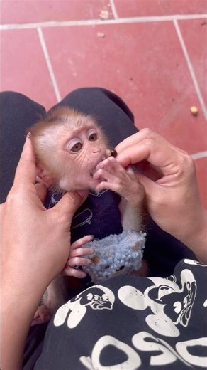 Oh no, the little monkey has eaten a fruit seed!😲🙈