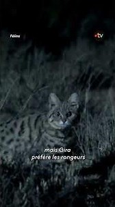 Le meilleur chasseur d'Afrique... est un chat !