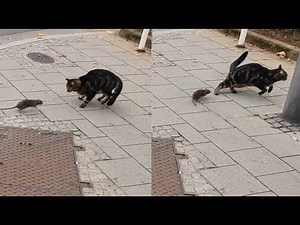 Mouse chasing Cat - Tom and Jerry in Real Life