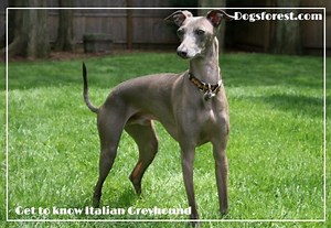 Italian Greyhound Growth Chart (Weight Chart & Size Chart)