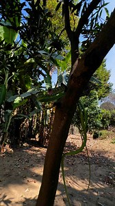 271K views · 489 reactions | Green Tree Snake Rescue ❤️. Please follow me. #highlightseveryone | Mobarak Snakesaver | Facebook