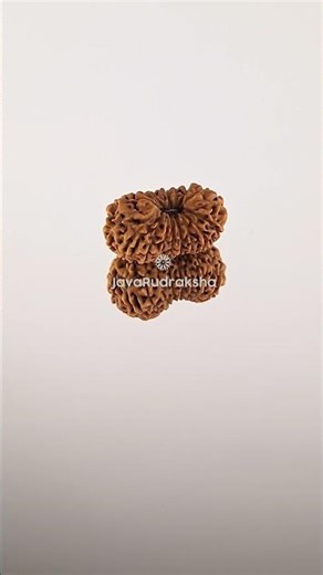 18 Mukhi Rudraksha 15.83 mm Java Bead | Grade A Medium Genuine Natural #18mukhi #javarudraksha