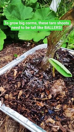 To grow large #taro corms (the real name for #taroroot) you need a supply of big taro shoots