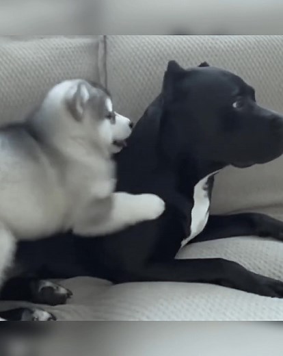 27K views · 728 reactions | Friendship Beyond Time A Touching Story That Will Make You Remember Someone | pet lovers | Facebook