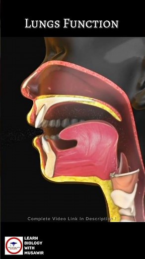 Lungs Function 🫁 ( Animated Video )