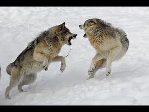 Wolves war