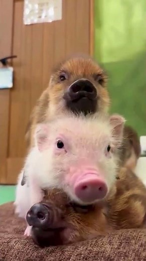 🐷 Cutest Pig Ever! Your Daily Dose of Cuteness 💕