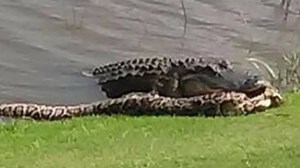 Alligator caught on camera trying to eat python