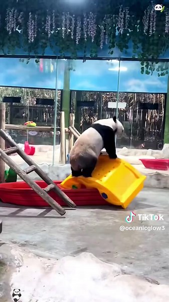 Panda 🐼 so cute 🥰 #panda #pandas #kungfupanda #pandababy #tiktok #foryou #core #pandafunnyvideo #fyp #cute