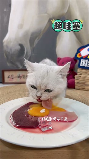 cat eat meatslices 🥩🥚🍳|cat eating sliced meat 🐓| ASMR cat mukbang #cat #cats