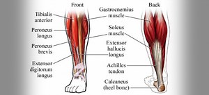 The Importance of Ankle Mobility & Strength in Skiing