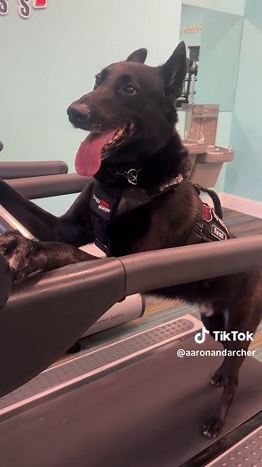 Aaron and Archer on TikTok