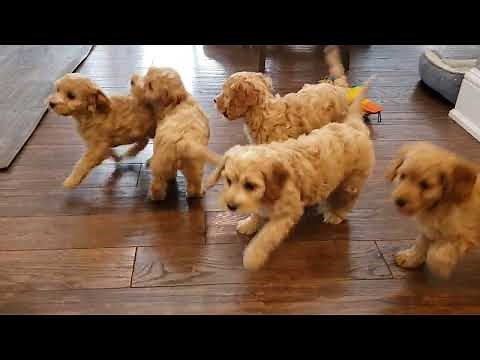 Adorable Cockapoo Puppies at play