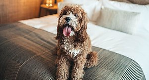 How Far Can A Cavapoo Walk? Puppy Age And Maximum Distance Guide - OodleLife®