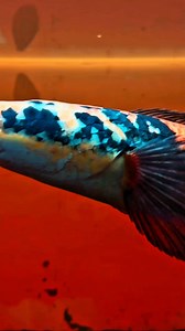 1.2K views · 487 reactions | Small frame, bright future.  This juvenile Yellow Maru isn’t just growing — it’s *becoming*. Sharp movements, curious eyes, and that early spark of a predator finding its identity. You can already feel the potential building under those young scales. How big do you think this one will glow when it hits maturity?  #reels #trendingreels #channa #fblifestyle #california | Elquatic Id | Facebook