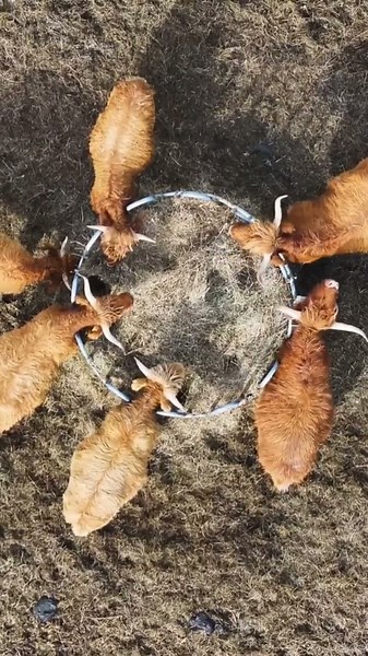 Cattle Sounds (Breeding Herd Grazing in Germany Field)