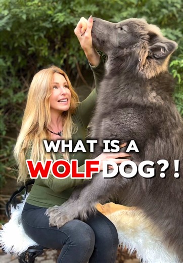 Understanding Wolfdogs: What You Need to Know