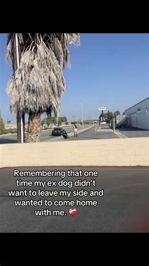 Heartwarming Moments with My Loyal Dog