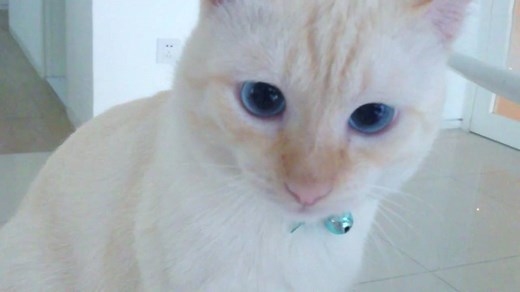 17K views · 702 reactions | แมววิเชียรมาศสีทอง หรือ Red point Siamese...
