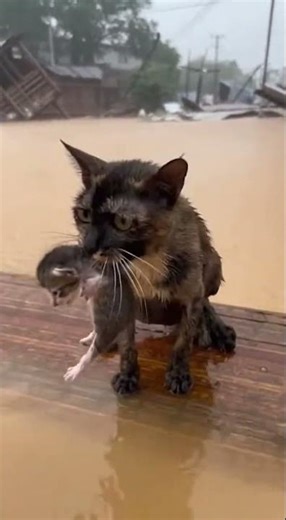 Drenched Mother Cat Crying for Help on Floating Wood Plank | Emotional Flood Rescue