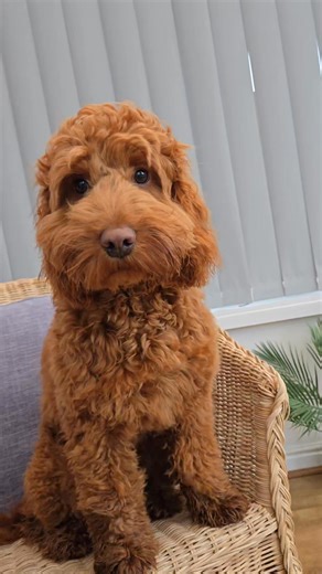 6K views · 186 reactions | I stood in my own poo at the park while mam was getting a poo bag out her pocket so had to have my paws washed & blow dry. I can confirm my paws now pass the smell test. Life is shiiiiit pick it up quicker next time mam 藍藍 | Cockapoo called Teddy | Facebook