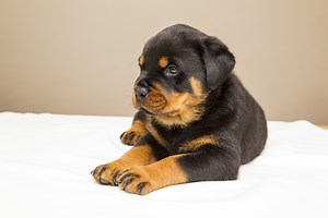 9 Mind-Blowing Tips on Rottweiler Puppy Training