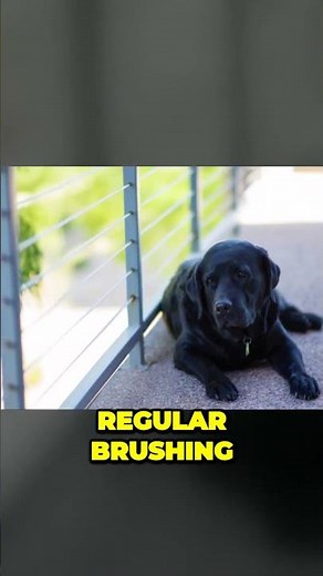 Labrador Retriever vs Golden Retriever - Grooming and Shedding