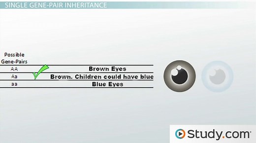 Single Gene Inheritance | Definition, Examples & Disorders