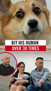 This dog has bitten his human more than 30 times. 🐶⚡ Every time they get near his food, he growls and attacks. But the problem isn’t just aggression; it’s miscommunication. In this video, I show how ignoring body language leads to bites, and how to rebuild trust through calm, clear communication. Watch the full story on YouTube! Este perro ha mordido a su humano más de 30 veces. 🐶⚡ Cada vez que se acercan a su comida, gruñe y ataca. Pero el problema no es solo la agresión; es la falta de comun