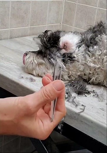 Dog grooming without restraints multiple demo, Havapoo