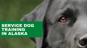 Service Dog Training in Alaska - Alaska Dog Works