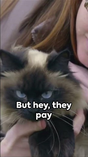 Himalayan Cats 101 The Basics