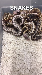 168 reactions · 8 comments | Identifying A Clutch Of Ball Pythons #shorts #snakes #ballpython #ballpythons #ballpythonsofinstagram #snakebreeder #ballpythonbreeder #fyp #fypシ | Rodents & Royals | Facebook
