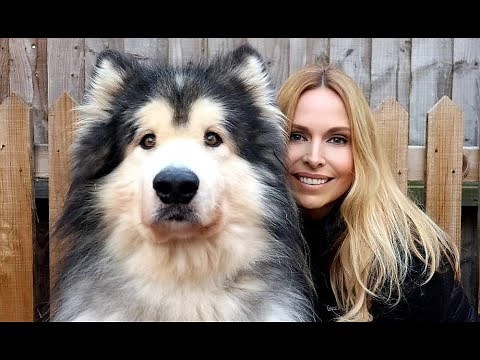 GIANT ALASKAN MALAMUTE DOGS