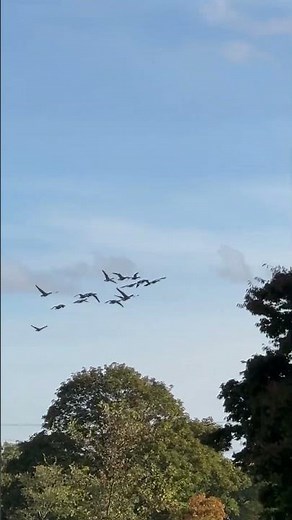 🪿 Canada Geese in Flight | Majestic Park Views